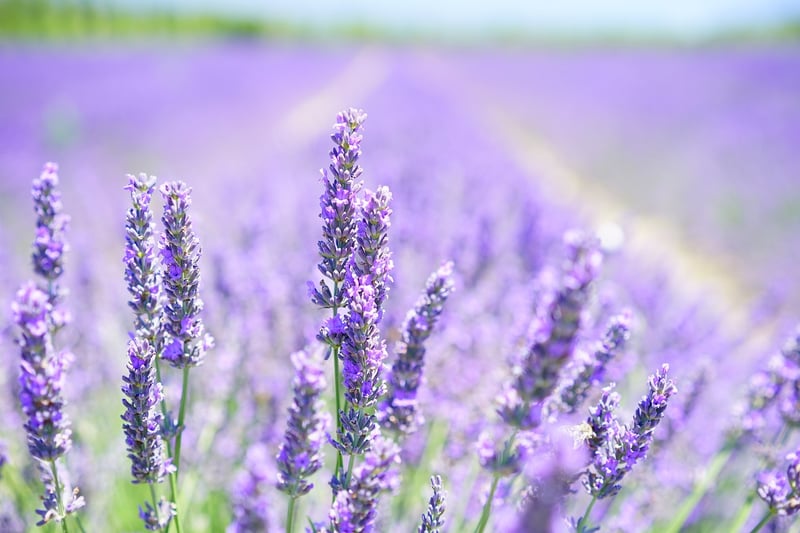 Aromatic plants