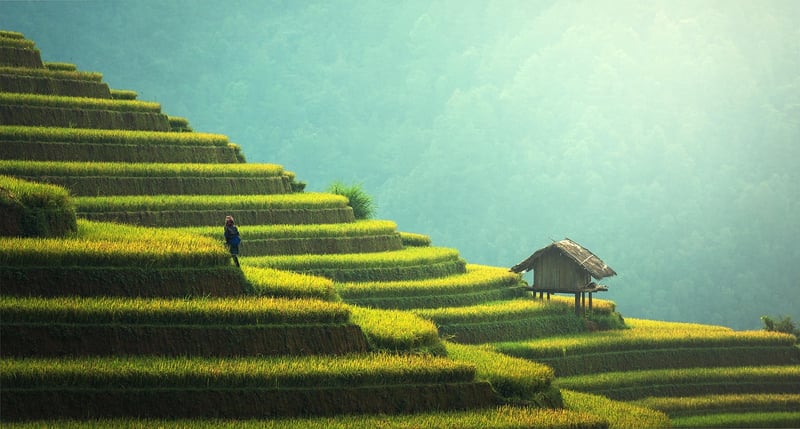 Sustainable food
