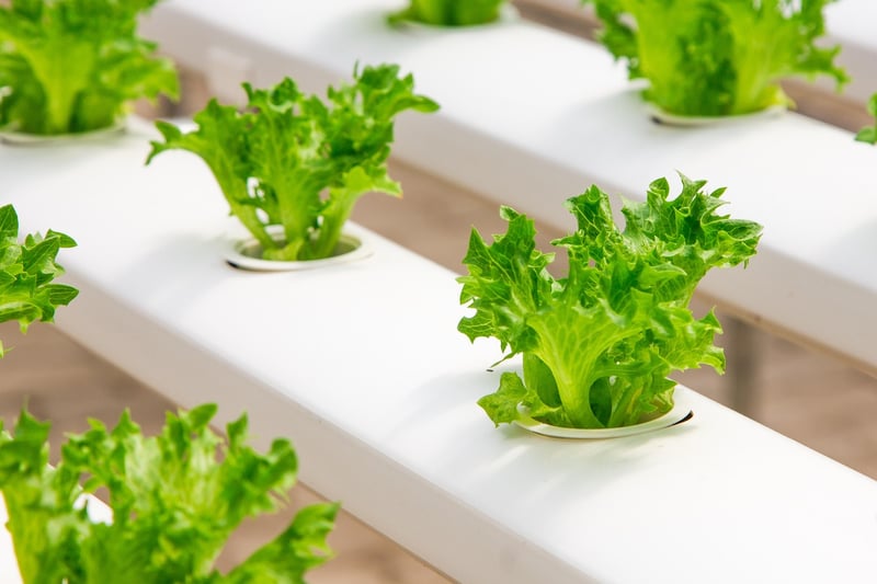 Greenhouse Vegetables